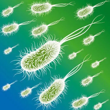 Figura 6- Coliformes fecais
